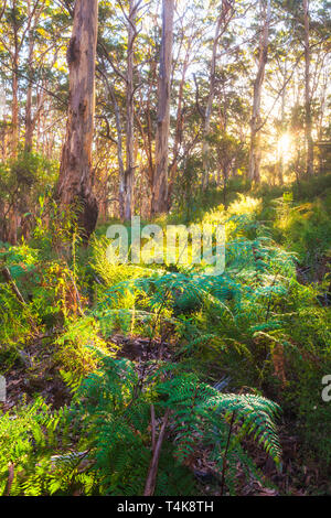 Karri Bäume (Eucalyptus Diversicolor) an Boranup Forest im leeuwin-naturaliste National Park, Margaret River, Australien Stockfoto