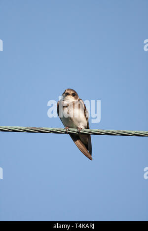 Sand Martin, Riparia riparia, einzelne Erwachsene sitzen auf Draht. Aviemore, Schottland, Großbritannien. Stockfoto