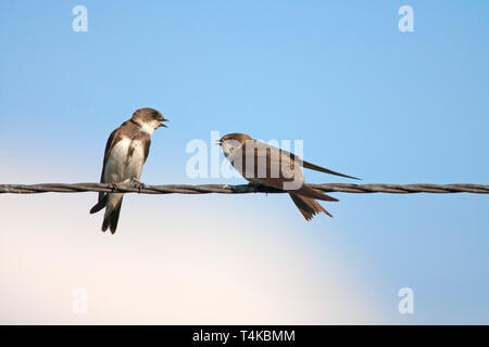 Sand Martins, Riparia riparia, zwei Erwachsene auf Draht. Aviemore, Schottland, Großbritannien. Stockfoto