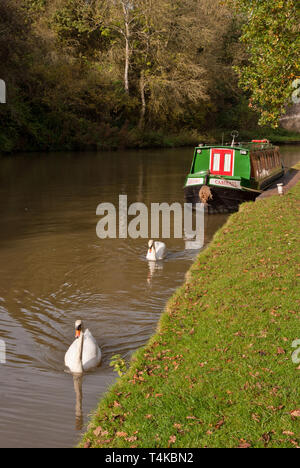 Ein Herbst Szene auf dem Grand Union Canal an schüren Bruerne, Northamptonshire, Großbritannien; einem Verankerten 15-04 mit zwei Schwäne schwimmen vor. Stockfoto