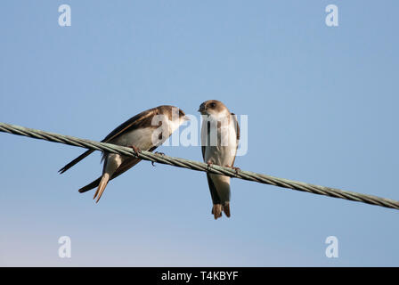 Sand Martins, Riparia riparia, zwei Erwachsene auf Draht. Aviemore, Schottland, Großbritannien. Stockfoto