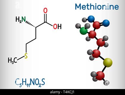 Methionin, L-Methionin, Met, M essentielle Aminosäure Molekül. Strukturelle chemische Formel und Molekül-Modell. Vector Illustration Stock Vektor