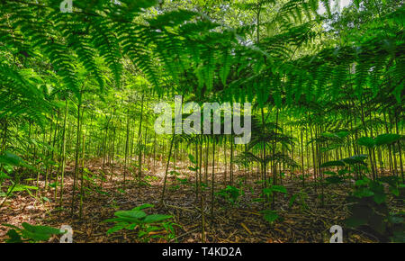 Frische grüne Farne aus dem Boden genommen. Unterholz schoss mit schönen Licht. Stockfoto