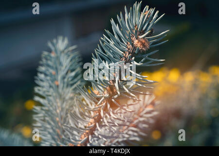 Niederlassungen der blaue Tanne. Hintergrund Stockfoto
