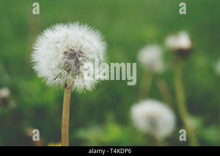 Nahaufnahme eines Löwenzahns (taraxacum officinale) mit weichen, grünen Hintergrund Stockfoto