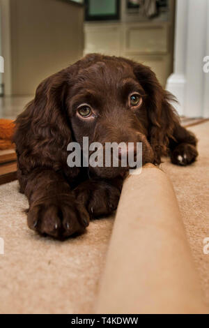 Englisch Cocker Spaniel Puppr verspielten Portrait. Surrey, Großbritannien. Stockfoto