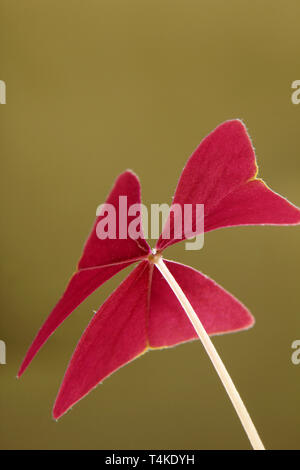 Rotklee, Oxalis triangularis Stockfoto