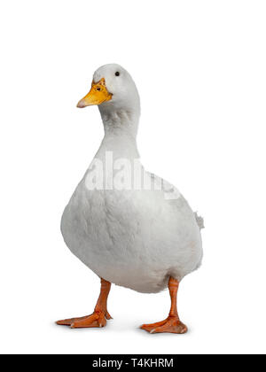 Zahme weiße Ente, stehend vor der Kamera. Auf der Suche nach Objektiv. Auf weissem Hintergrund. Stockfoto