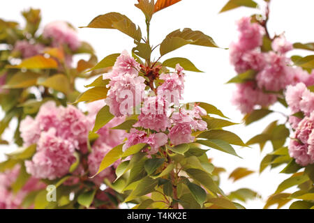 Japanese Cherry blossom Stockfoto