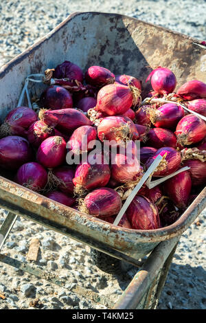 Der Süden Italien, Kalabrien, Tropea Stadt, national food - rote Zwiebel Stockfoto