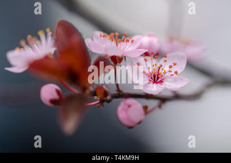 Feder Grenze Hintergrund mit rosa Blüten Stockfoto