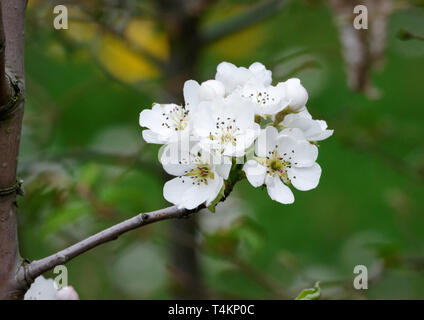 Weiße Blumen von Pear Tree in einem Garten Stockfoto