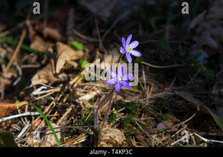 Sunlit zwei blaue Blumen des leberblümchen Blüte im Frühjahr Stockfoto