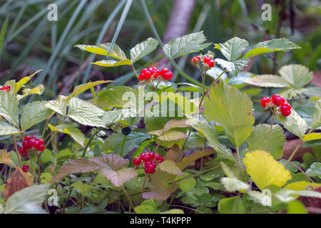 Köstliche Sommer Beeren, Wald, Obst. Stein Dornbusch (roebuck-Berry (Rubus Saxatilis) in reifer Form, Wald, Obst Stockfoto