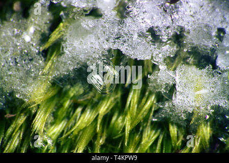 Ersten Frost. Gemusterte Raureif auf dem Gras, dass gefallen ist Stockfoto