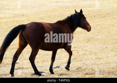 Wachsende Rennpferde im Kaukasus. Pferde auf der Weide im Winter. Kabardian Zucht von Reitpferden (Kabarda), Horse Ranch Stockfoto