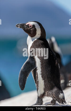 African Penguin, Spheniscus demersus, stehend auf einem Felsen emporragen auf die Kamera, bei Simonstown, Südafrika Stockfoto