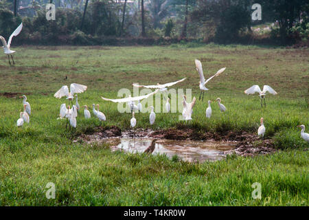 Vögel von Indien. Reiher in der Vielzahl versammelte sich am Austrocknen der Sumpf. Unter ihnen sind mehrere Paddybirds. Der Mangel an Wasser und Nahrung in trockenen Winte Stockfoto
