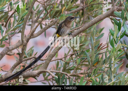 Männliche Cape sugarbird, Promerops cafer, sitzen auf dem Baum, Western Cape, Südafrika Stockfoto