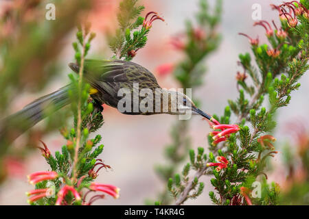 Männliche Cape sugarbird, Promerops cafer, sitzend auf einer Blume saugt Nektar, Western Cape, Südafrika Stockfoto