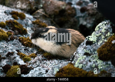 Norwegische Lemming (Lemmus lemmus) versteckt zwischen den Felsen im Berg Tundra. Leben in der Tundra im Norden von Skandinavien und der Halbinsel Kola Peninsul Stockfoto