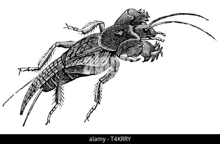 Holz graviert Illustration, von der "Schatzkammer der Natur" von Samuel Maunder, veröffentlicht 1848 Stockfoto