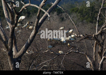 Black-headed Ibis. Threskiornis Melanocephalus. Große Herde Rastplätze in toter Baum. Stockfoto