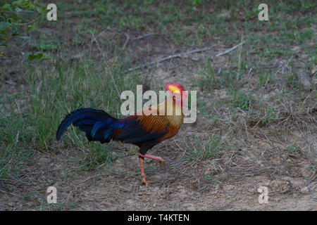 Sri Lanka Junglefowl. Gallus lafayettii. Einzigen männlichen Erwachsenen. Sri Lanka. Stockfoto