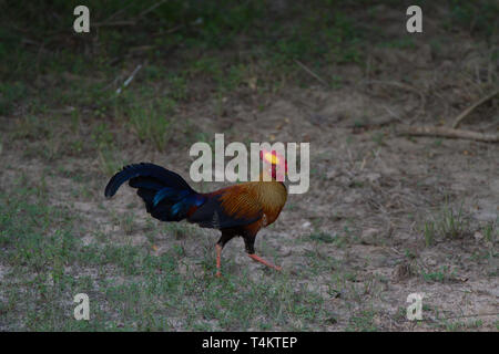 Sri Lanka Junglefowl. Gallus lafayettii. Einzigen männlichen Erwachsenen. Sri Lanka. Stockfoto