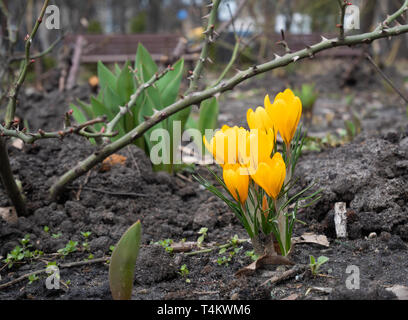 Closeup Bündel Frühling Blumen gelbe Krokusse aus dem Boden wachsen im Park Stockfoto