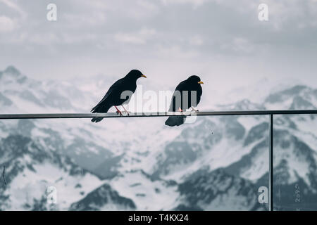 Berg Vogel, Vögel, Berg Crow, dohle - schöne und freche Vögel in den Alpen Stockfoto