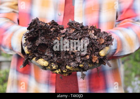 Hände voll von blattform bereit für den Einsatz als Mulch im Garten - Großbritannien Stockfoto