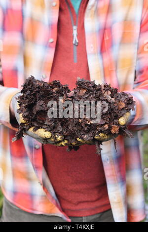 Hände voll von blattform bereit für den Einsatz als Mulch im Garten - Großbritannien Stockfoto