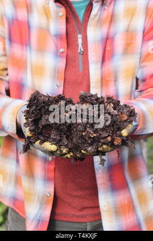 Hände voll von blattform bereit für den Einsatz als Mulch im Garten - Großbritannien Stockfoto