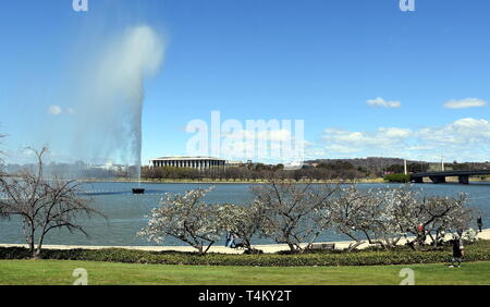 Cherry Tree blühen im Frühling den Gehweg entlang des Lake Burley Griffin. Blick auf den Captain Cook Memorial Wasserstrahl, Zentralbibliothek für Austra Stockfoto