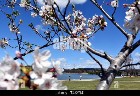 Die Menschen genießen das sonnige Frühjahr in Canberra. Kirschbaum blüht den Gehweg entlang des Lake Burley Griffin. Blick auf die Nationale Bibliothek von Australien eine Stockfoto