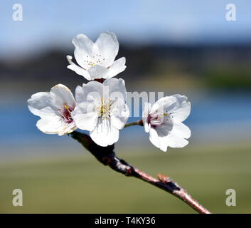 Rosa Weiß Cherry Blossom in voller Blüte. Cherry Blumen in kleinen Cluster auf einem cherry tree branch. Sakura Japanische Kirschblüten im Botanic gard Stockfoto