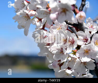 Rosa Weiß Cherry Blossom in voller Blüte. Cherry Blumen in kleinen Cluster auf einem cherry tree branch. Sakura Japanische Kirschblüten im Botanic gard Stockfoto