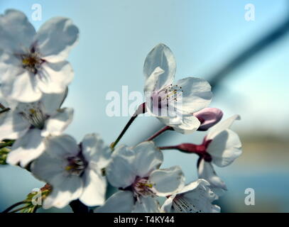 Rosa Weiß Cherry Blossom in voller Blüte. Cherry Blumen in kleinen Cluster auf einem cherry tree branch. Sakura Japanische Kirschblüten im Botanic gard Stockfoto