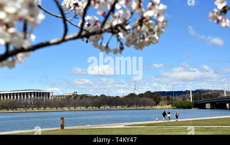 Die Menschen genießen das sonnige Frühjahr in Canberra. Kirschbaum blüht den Gehweg entlang des Lake Burley Griffin. Blick auf die Nationale Bibliothek von Australien eine Stockfoto