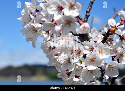Rosa Weiß Cherry Blossom in voller Blüte. Cherry Blumen in kleinen Cluster auf einem cherry tree branch. Sakura Japanische Kirschblüten im Botanic gard Stockfoto