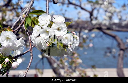 Rosa Weiß Cherry Blossom in voller Blüte. Cherry Blumen in kleinen Cluster auf einem cherry tree branch. Sakura Japanische Kirschblüten im Botanic gard Stockfoto