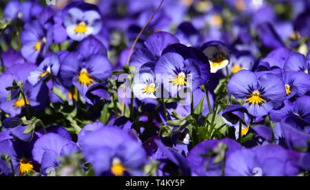 In der Nähe von blauen Stiefmütterchen Blumen oder stiefmütterchen Blühen in den Garten. In der Nähe von blühenden Frühlingsblumen. Saison der Blüte Stiefmütterchen. Stiefmütterchen blühen in den Stockfoto