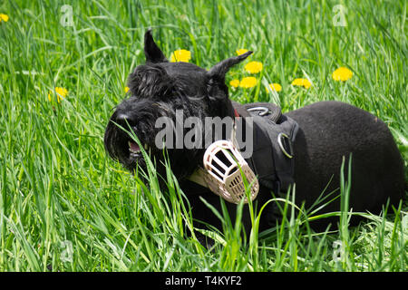 Zu Fuß oder Riesenschnauzer Schwarz Schnauzer Hund Outdoor. Schritt. Stockfoto