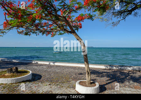 Die Küste bei Itaparica Insel in der Nähe von Salvador Bahia in Brasilien Stockfoto