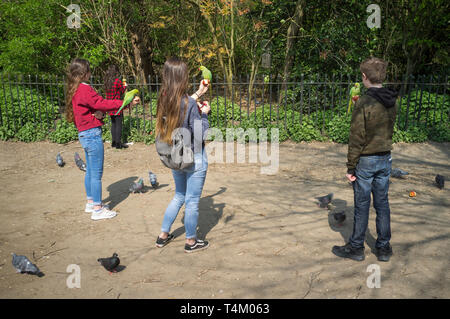 Kinder darstellen mit Tame grüne Ring-necked Sittiche im Hyde Park, London (Psittacula krameri manillensis) Stockfoto