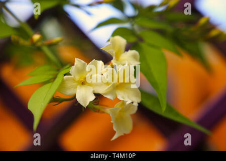 Blühende Jasmin "Clotted Cream" Stockfoto