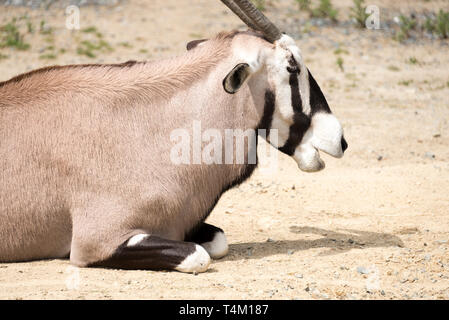 Oryx (Oryx Gazella) Stockfoto