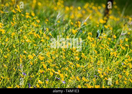 Kalifornien Hahnenfuß (Ranunculus Californicus) Wildblumen auf einer Wiese, in der Bucht von San Francisco, San Jose, Kalifornien Stockfoto