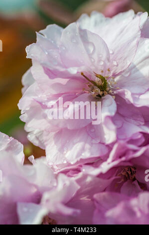 Nahaufnahme von rosa Blume auf einem dekorativen Kirschbaum Prunus. Stockfoto